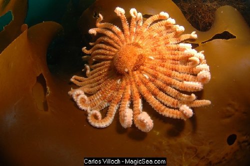 Galerie Photo