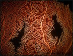 Galerie Photo
