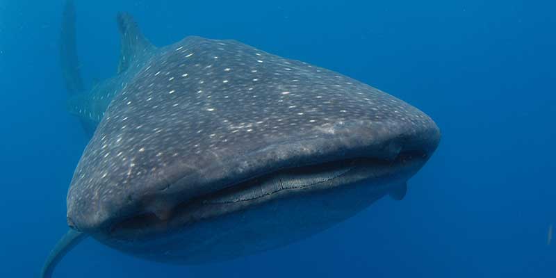 Requin Baleine