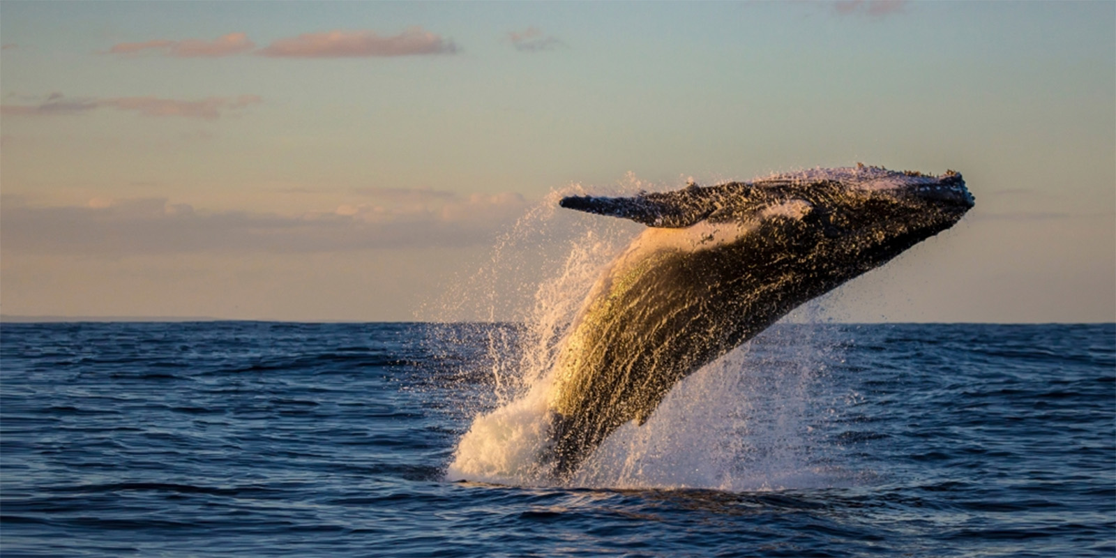 Les Açores - baleine