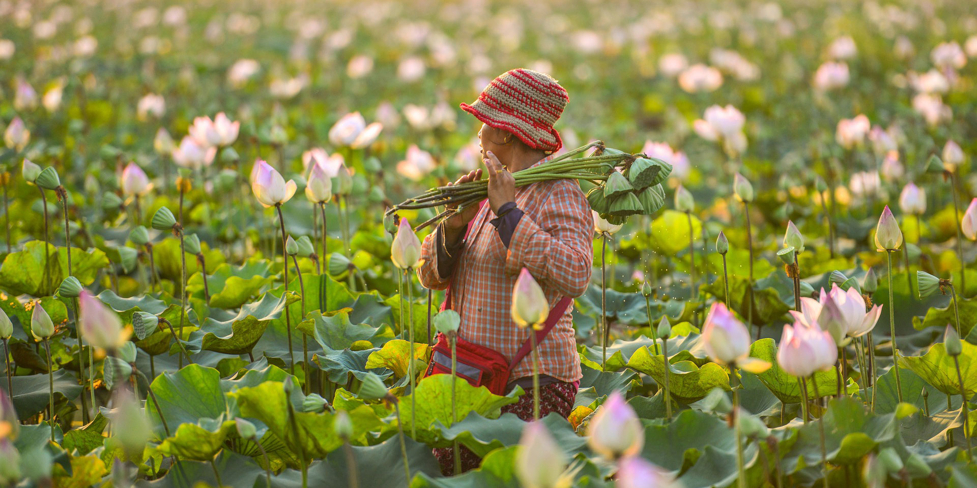 Cambodge - Lotus Flower