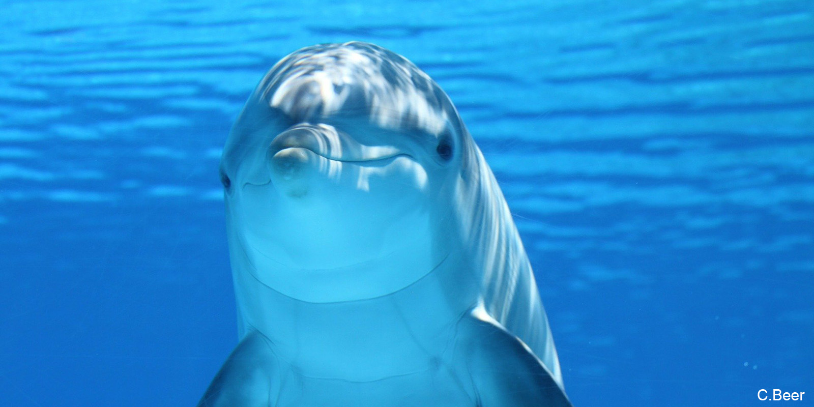 dauphins de Beer