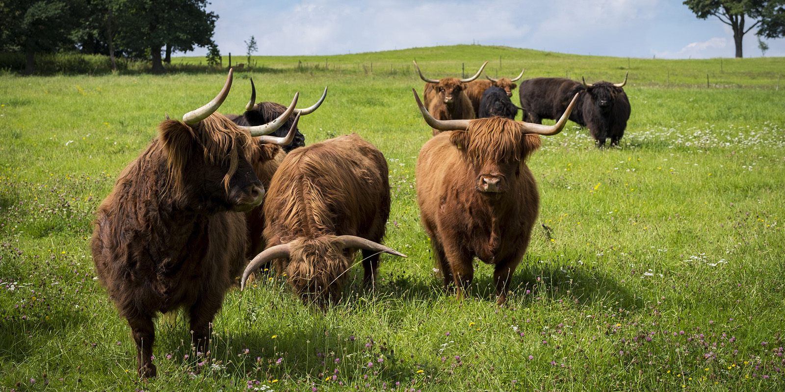 Ecosse boeuf écossais, photo bruno