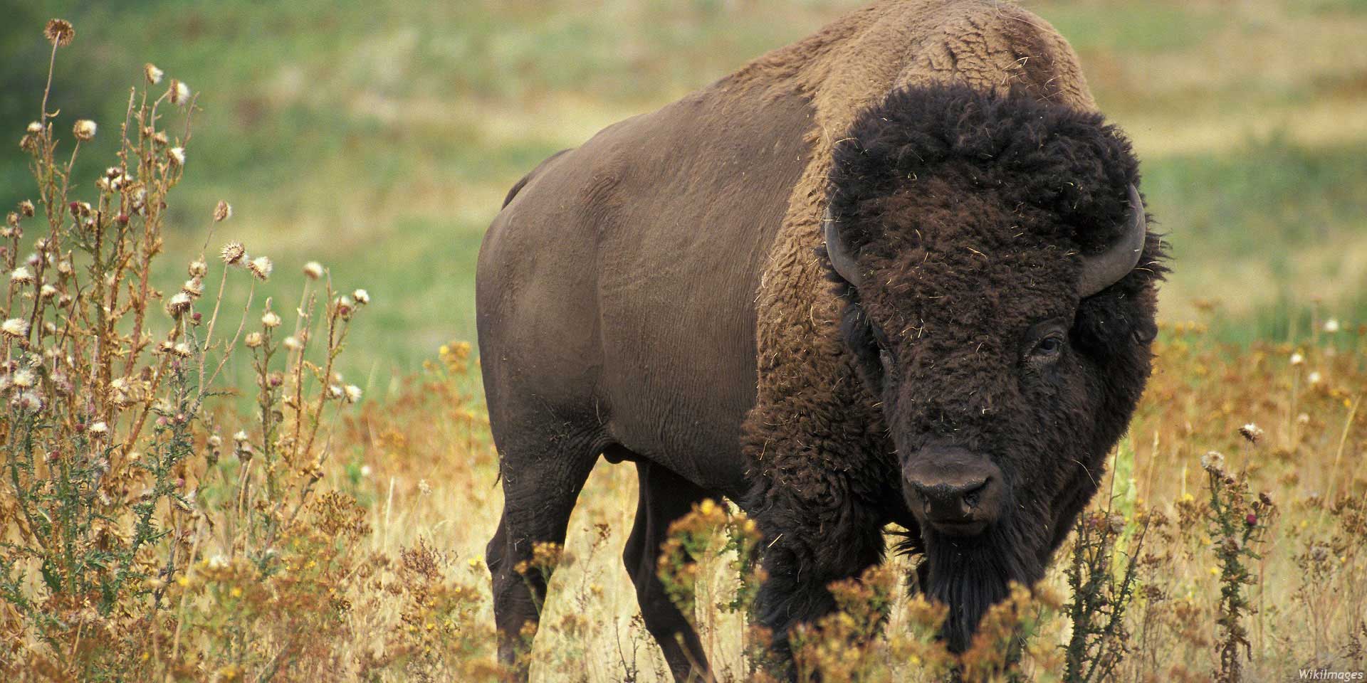 Bison