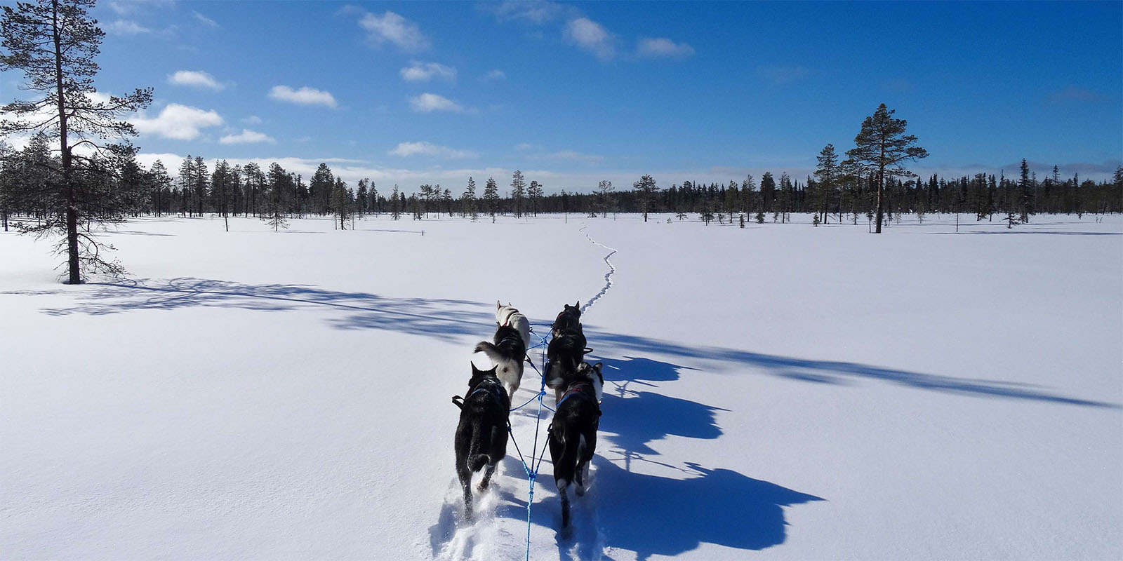 Chiens de traîneaux Laponie