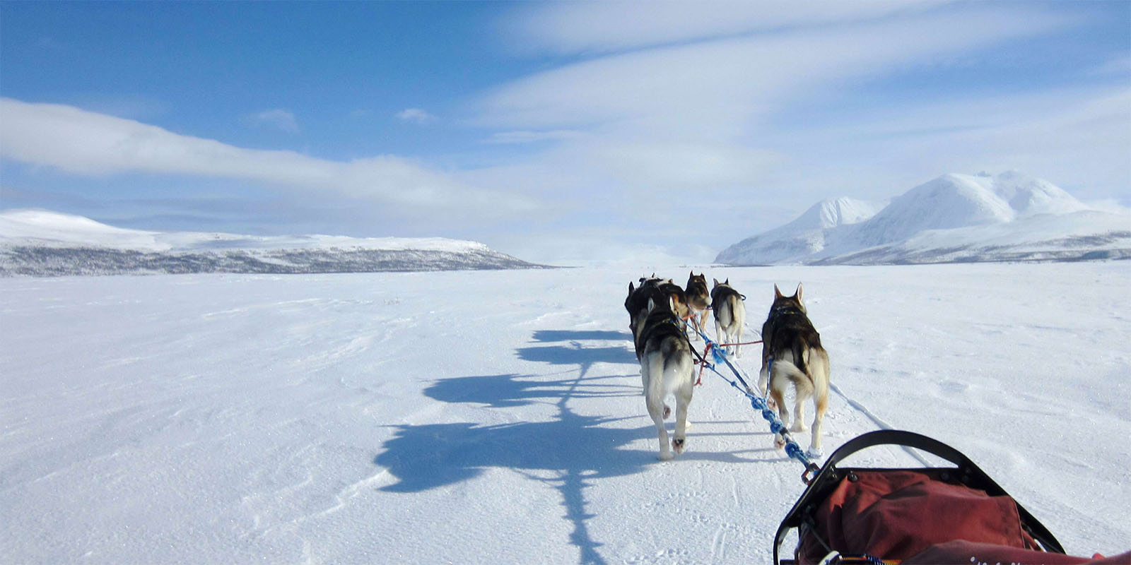Chiens de traîneaux Laponie