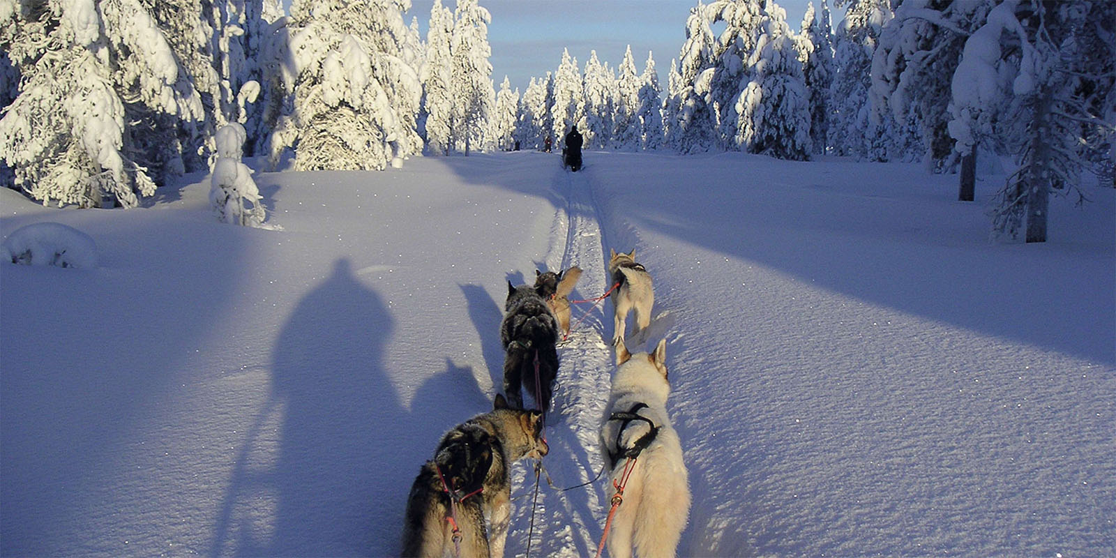 Chiens de traîneaux Laponie