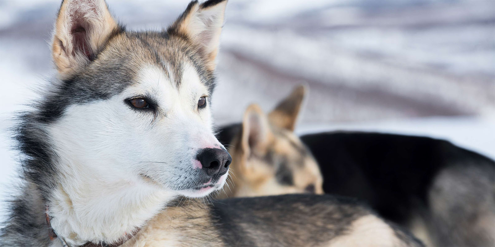 chiens en Laponie
