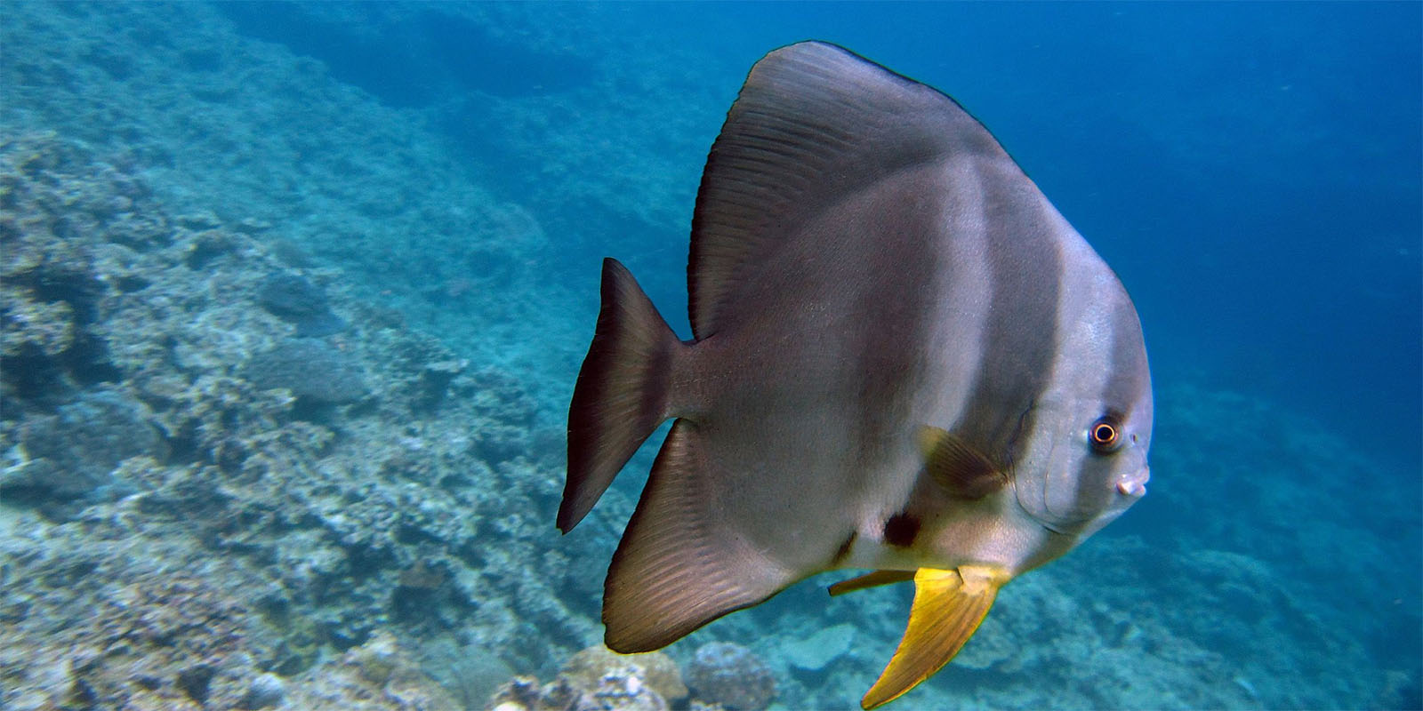 SeaOman - platax