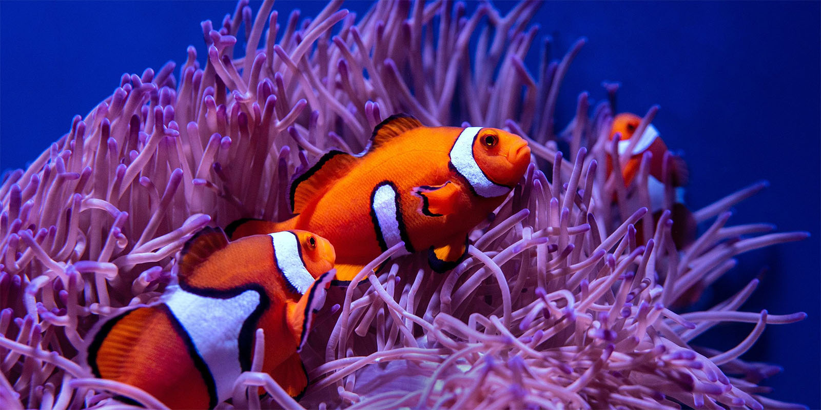 SeaOman - poissons clowns