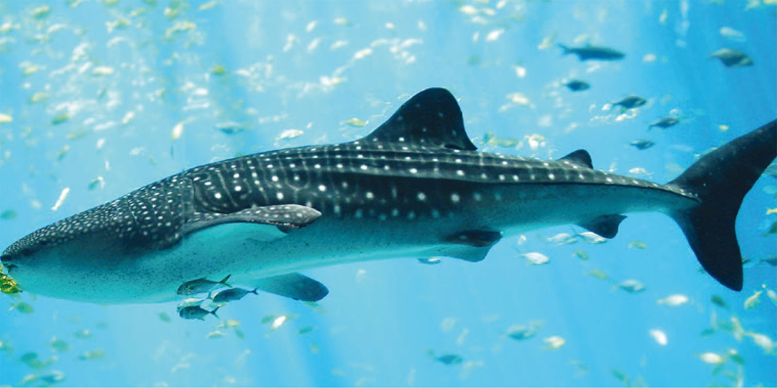 SeaOman - requin baleine