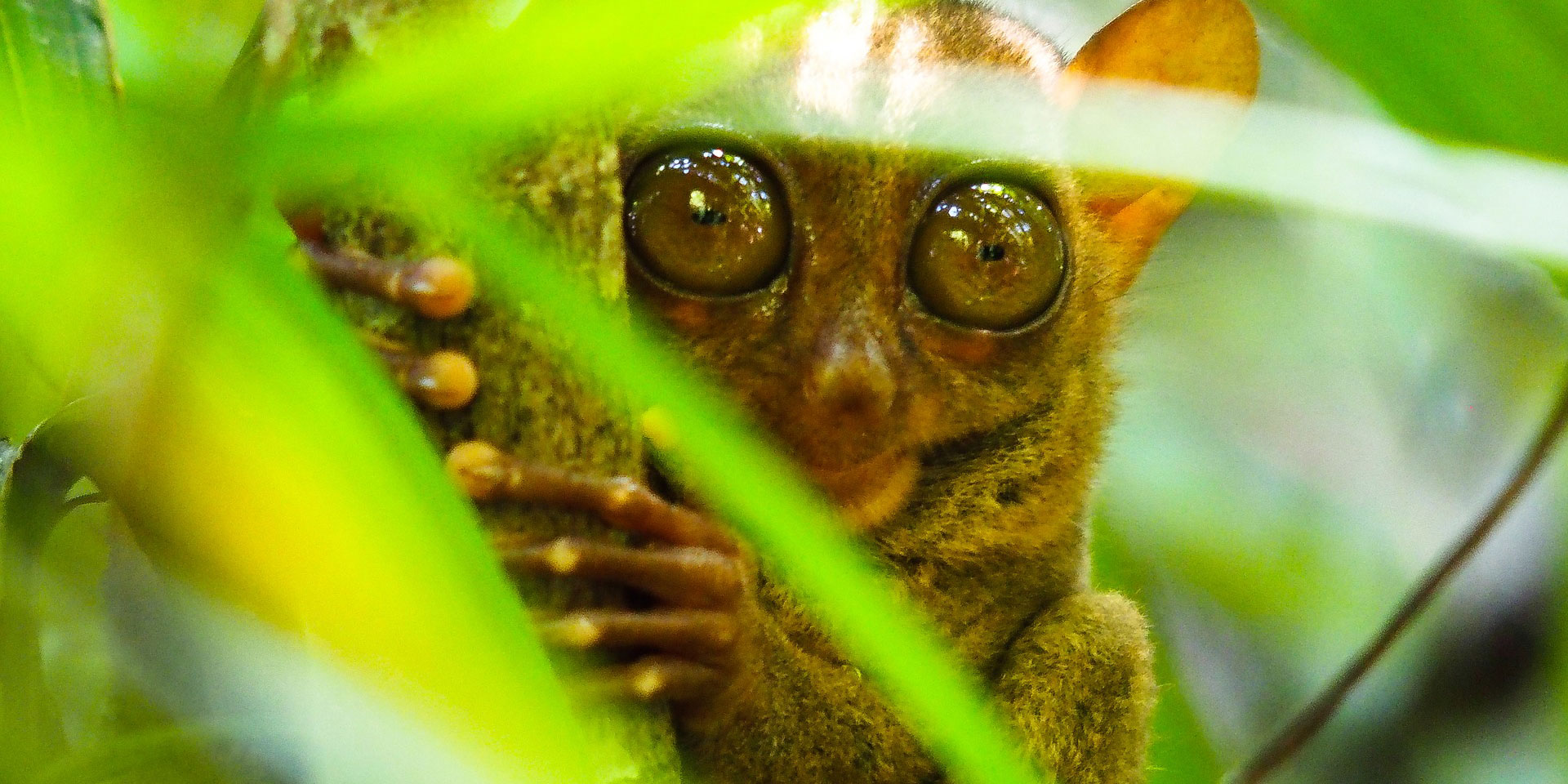 Tarsier